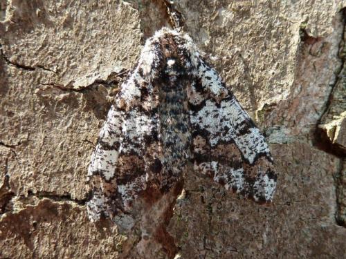 Réf. 159 839 : Biston strataria