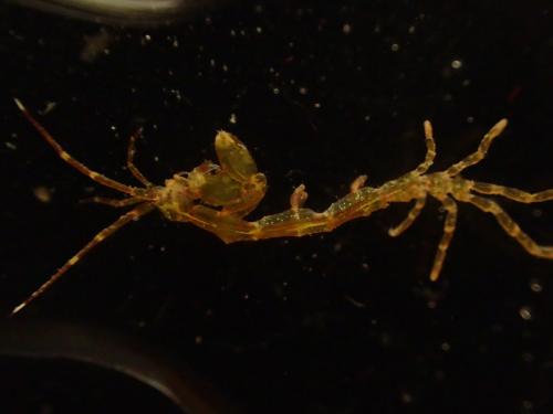 Réf. 159 292 : Caprella acanthifera