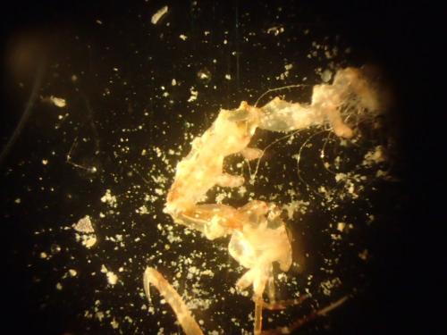 Réf. 159 360 : Caprella acanthifera