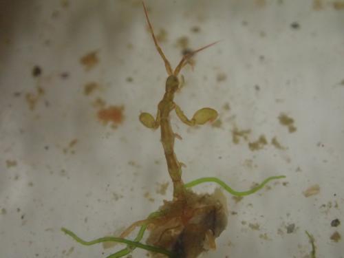 Réf. 159 290 : Caprella acanthifera