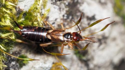 Forficula auricularia