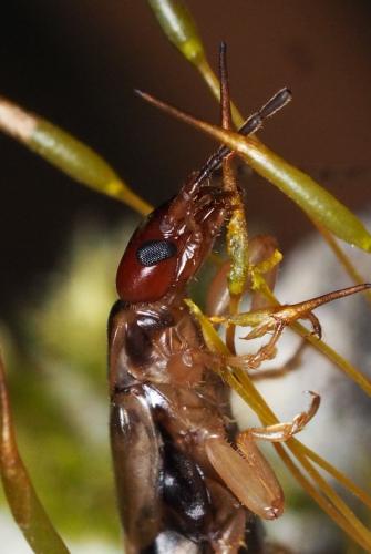 Forficula auricularia