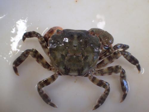 Hemigrapsus sanguineus