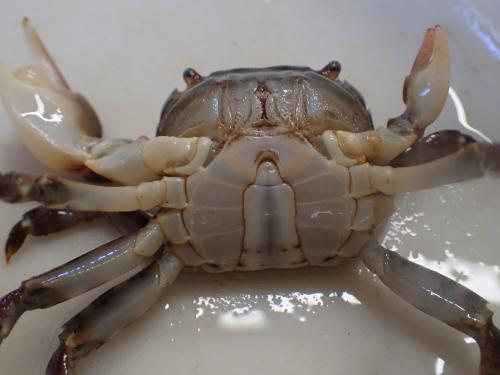 Hemigrapsus sanguineus