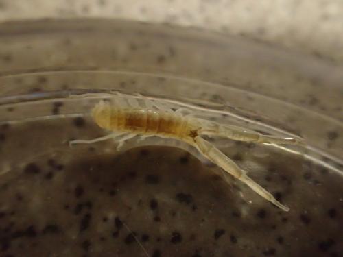 Corophium arenarium