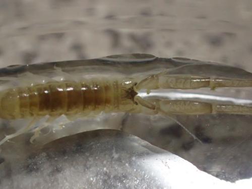 Corophium arenarium