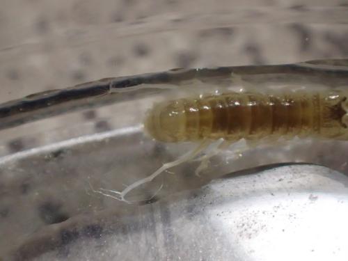 Réf. 159 779 : Corophium arenarium