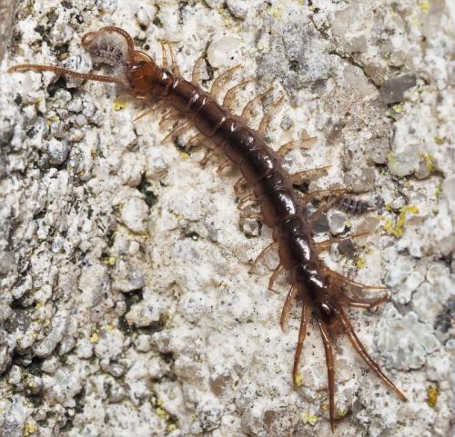 Réf. 159 213 : Lithobius sp.