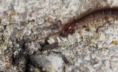 Réf. 159 337 : Polyxenus lagurus