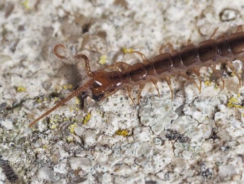 Lithobius sp.