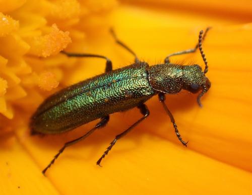 Réf. 159 433 : Psilothrix viridicoerulea