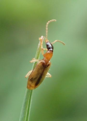 Réf. 159 437 : Demetrias atricapillus