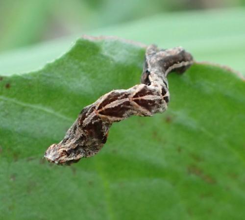Réf. 159 011 : Timandra comae