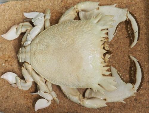 Ranina ranina