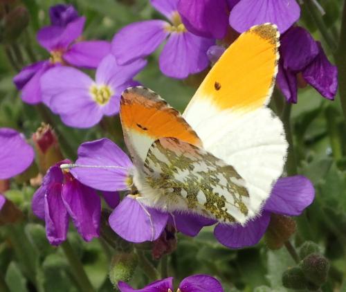 Réf. 159 096 : Anthocharis cardamines