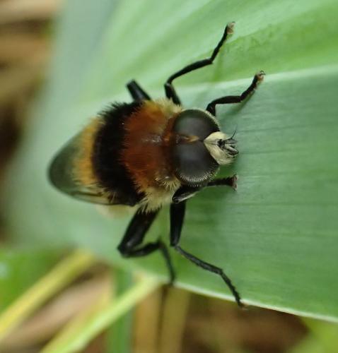 Merodon equestris