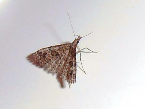 Alucita hexadactyla