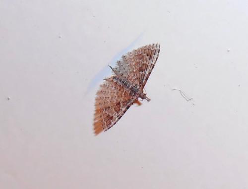 Alucita hexadactyla