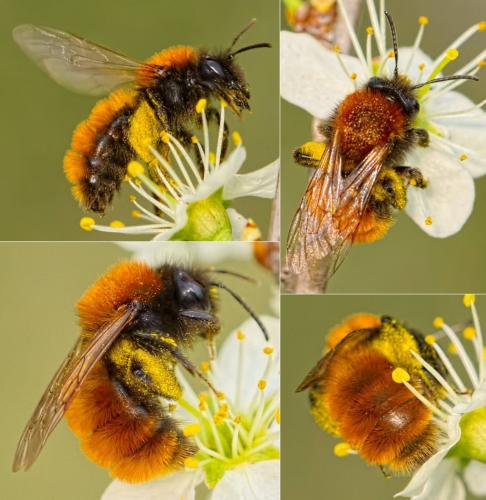 Réf. 159 622 : Andrena fulva