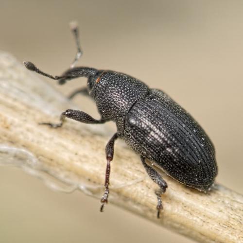 Baris artemisiae