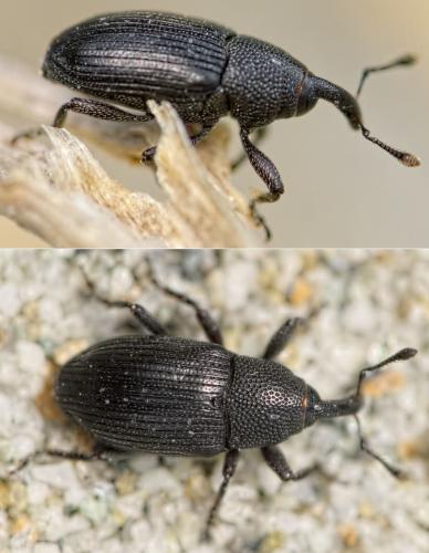 Baris artemisiae