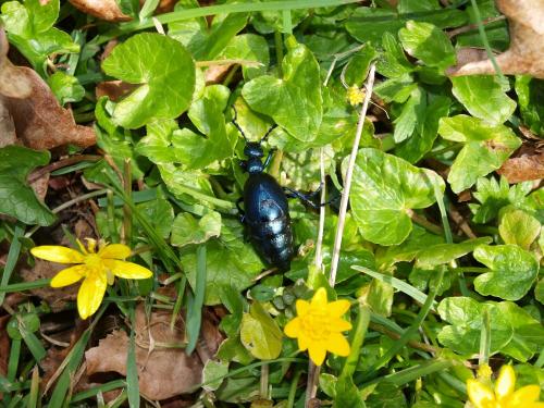 Réf. 159 297 : Meloe violaceus