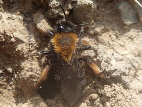 Andrena clarkella