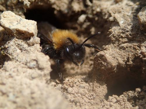 Andrena clarkella
