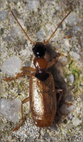 Réf. 159 959 : Demetrias atricapillus