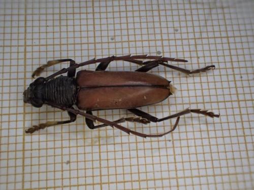 Plocaederus glaberrimus