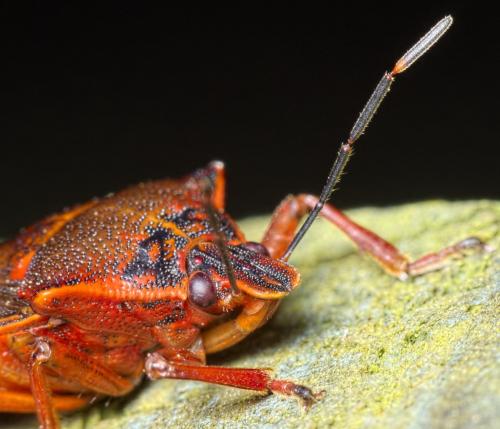 Pinthaeus sanguinipes