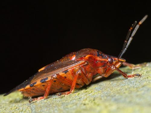 Pinthaeus sanguinipes