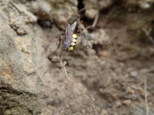 Réf. 159 914 : Nomada leucophthalma
