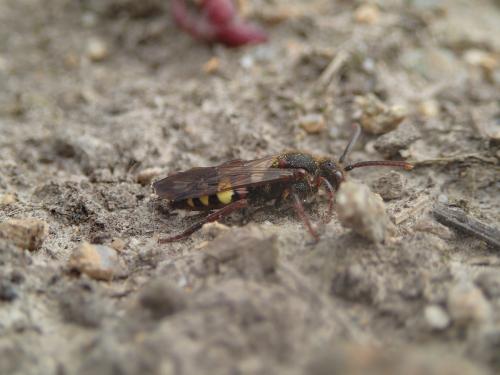 Réf. 159 915 : Nomada leucophthalma