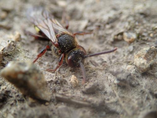 Nomada leucophthalma