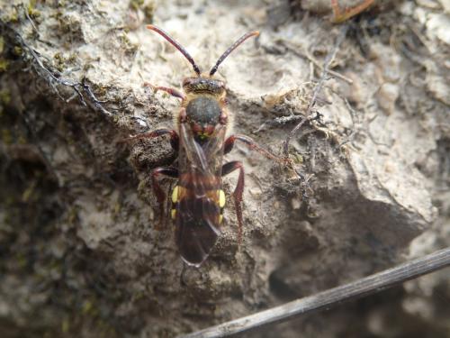 Réf. 159 815 : Nomada leucophthalma