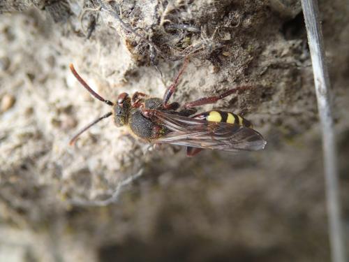 Nomada leucophthalma