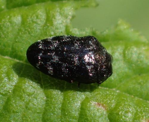 Réf. 159 824 : Trachys minutus