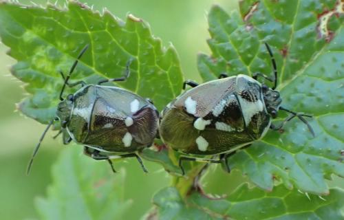 Eurydema oleracea