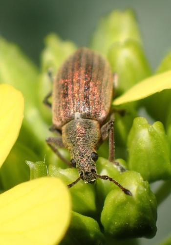 Réf. 159 886 : Phyllobius pyri