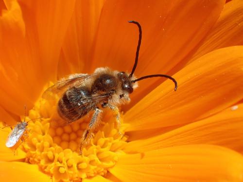 Réf. 159 876 : Eucera sp.