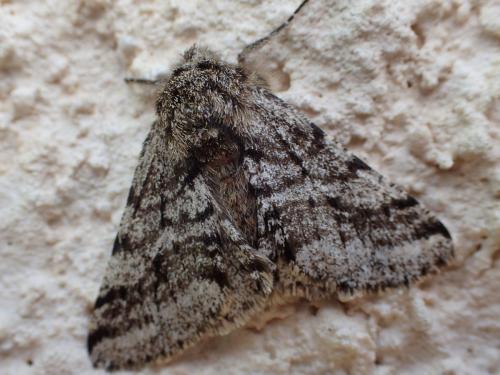 Réf. 159 951 : Lycia hirtaria