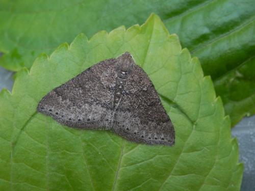 Aleucis distinctata