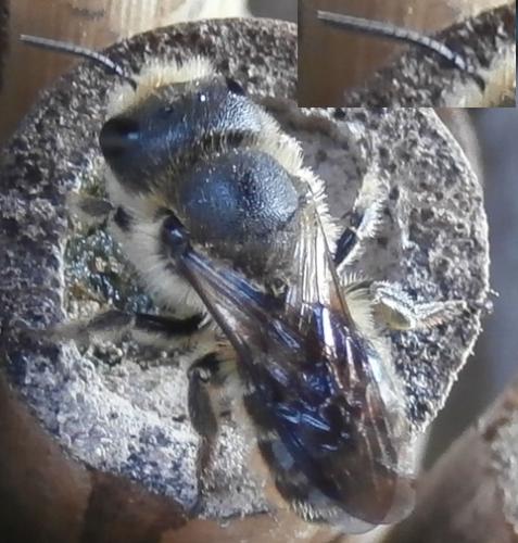 Osmia sp.