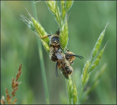 Eucera sp.