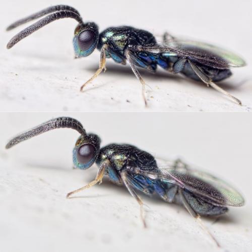 Réf. 159 999 : Anastatus bifasciatus