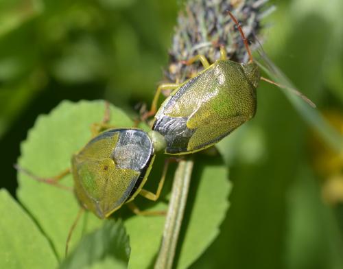 Piezodorus lituratus