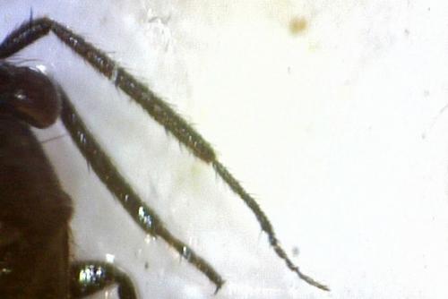 Pachytomella sp.