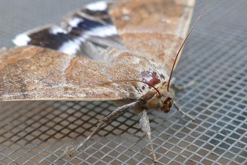 Achaea janata