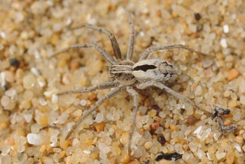 Thanatus arenarius